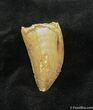 Inch Carcharodontosaurus Tooth - Serrated #714-1